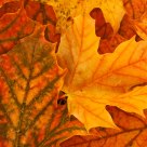 Fall Leaves 2.